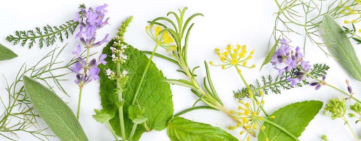 Naturopathe, réflexologue, consultation à à l’Esquinade, 129 chemin du Titan, 83400 Ile du Levant Naturopathe, réflexologue, consultation à à l’Esquinade, 129 chemin du Titan, 83400 Ile du Levant